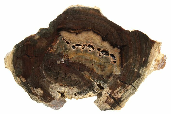 Petrified Wood (Cherry) Slab - McDermitt, Oregon #236157
